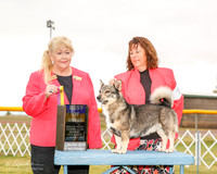 Swedish Vallhund #7 Mon BOB Fromm Michelle Judge Carol White Moser