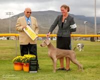 Weimaraner #10 Mon G3 Sanders Milan T and P Ernst and G Thornton and M Richard Agent Gerry Thornton Judge Kenneth Clemons