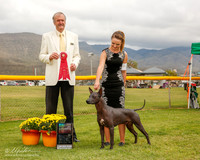 Xoloitzcuintli #5 Mon G2 Kayla and Amy Wise Judge Davis Alexander