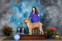 Cane Corso #5 Fri WDMCH Judge Wendy G Willhauck