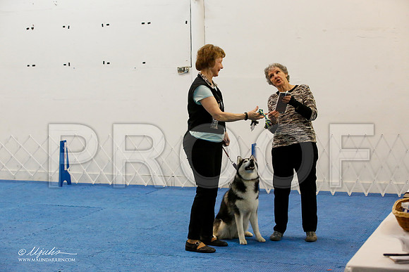 _M3_8054-AddisonHuskyMar2015-HR3