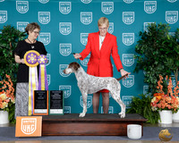 Bonnie J Bement UKC Premier 2026