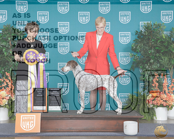 German Shorthaired Pointer #558 Wed AltBISS RBVet Judge Jennifer Landers_WP_7195e_UKC Premier 2026