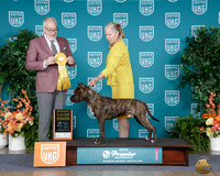 Belynda Crick Flynn UKC Premier 2026