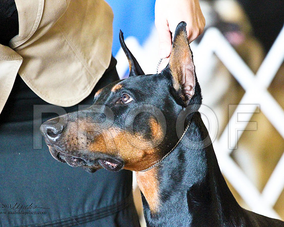 Dobe-3484-1