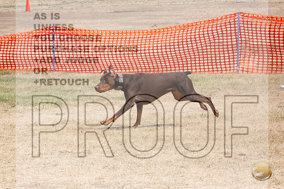 Doberman Pinscher Percision Coursing Sat Longview WA 2024_JJL_3692_Longview WA_2024_HR3