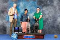 German Shorthaired Pointer #55 Wed AMBred1 Judge Jon Cole