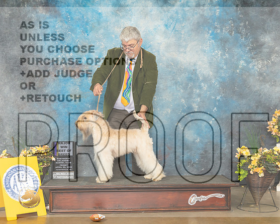 Soft Coated Wheaten Terrier #10 Fri BOB Judge John Wade-MMJ_9593-NWARK2022-HR3