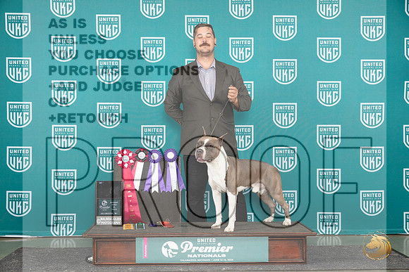 American Pit Bull Terrier #206 Card__JP_3336_Premier_2024_HR3