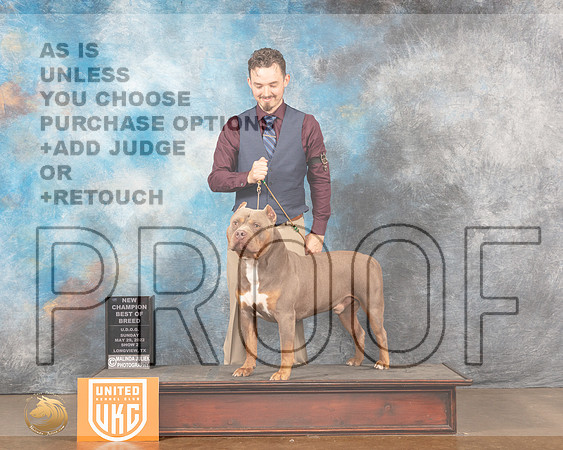 American Bully #330 Sun2 Judge Matthew ProctorMMJ_6178_Lngvw2022HR3