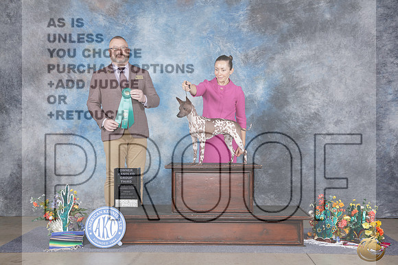 American Hairless Terrier #6 Fri OHG3 Judge Jason Hoke R_WP_1108e_San Antonio 2026
