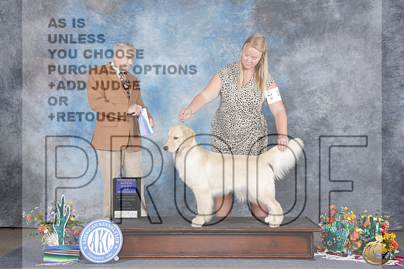 Golden Retriever #20 Sat BOW Christopher Neale _WP_1450e_San Antonio 2026