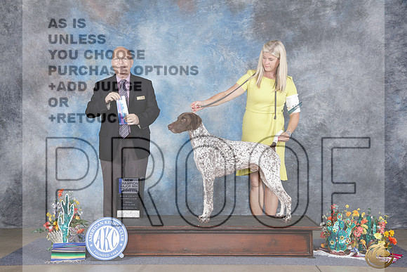 German Shorthaired Pointer #11 Fri WD BOW NCH M Judge Sidney Marx_WP_0190e_San Antonio 2026