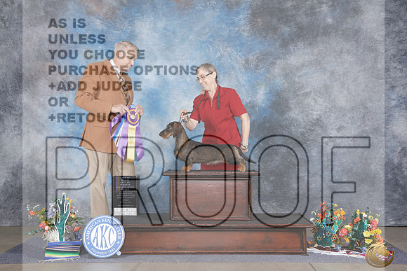 Dachshund Wire #8 Friday WB BOW BOB Judge Christopher Neale R_WP_0638e_San Antonio 2026