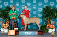 Ewa Ziemska UKC Premier 2026