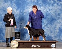 Entlebucher Mountain Dogs #8 Sat NC Wallace Anna Agent Kari Smith Judge Mrs Judi Bendt