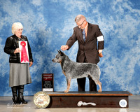 Australian Cattle Dogs #7 Sat G2 Thomas Desiree & J Wilkinson & Deb Mintze Judge Mrs Judi Bendt