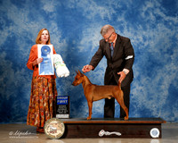 German Pinschers #5 Sat G1 Eastman Jill Judge Dr Wanda V Spediacci