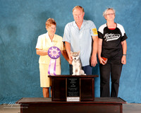 Alaskan Klee Kai #501 RBIS Puppy