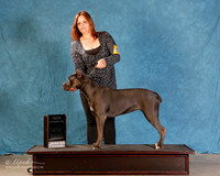 Cane Corso #144 Sat S2 NC BOS