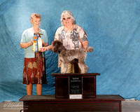 Poodle #864 Sat S1 NC