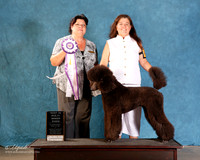 Poodle Standard #476 Sat S2 BIS