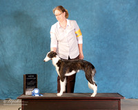 Silken Windhound #376 Sat S1 NC BOW