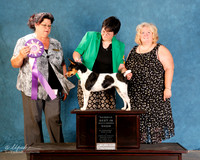 Rat Terrier #764 Sat S2 RBIS