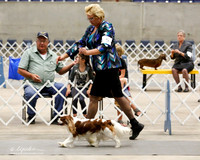 Cavalier King Charles Spaniels #6 Sat RINGS