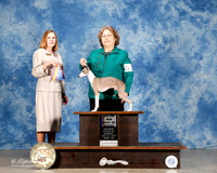 Italian Greyhounds #11 Sun BoB Maj Nusser Connie & Debbie Fuxa Judge Dr Wanda V Spediacci