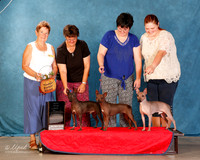 American Hairless Terrier #??? Best Stud Dog