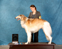 Borzoi #??? Sat S2 NC BOB
