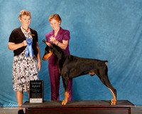 Doberman Pinscher #148 Sun S1 G1