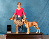 Louisiana Catahoula Leopard Dog #??? Sun Custom