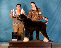 Afghan Hound #??? Sun S2 BOW RESHOOT