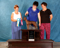 American Hairless Terrier #770 Sun S2 Total Dog