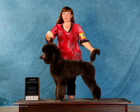 Poodle Standard #486 Sun S1 NC Best Female
