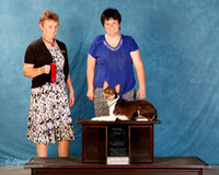 Rat Terrier #??? Sun Total Dog