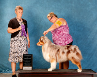 Australian Shepherd #??? Sun S2 Champ of Chams
