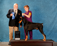 Dobermna Pinscher #??? Sun S2 G1