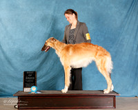 Borzoi #360 Sun S1 BOB Best Male