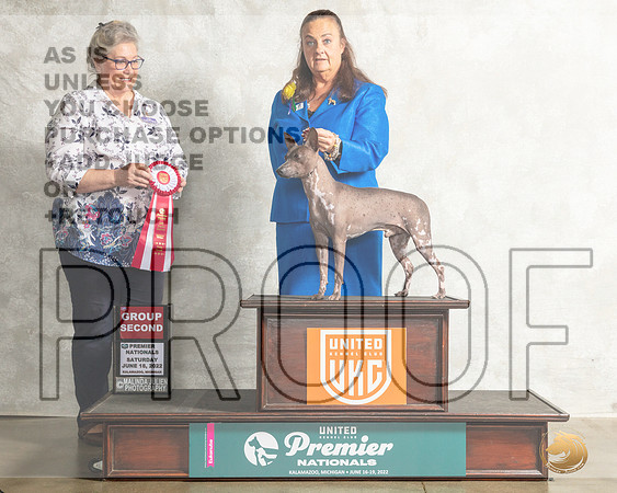 American Hairless Terrier #434 Sat G2 Judge Jeanne Heger__MJ_8495_Premier_2022_HR3