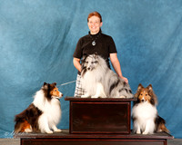 Shetland Sheepdogs Sun Custom