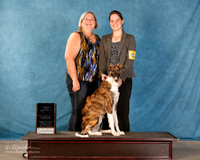 Borzoi Sun S2 First show