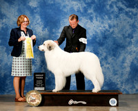 Great Pyrenees #5 Sun G3 Wadsworth Mark & Penny & Jean Boyd Judge Ms Grace M Fritz