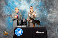 Manchester Terrier Toy #6 Sun BOBOHBOB Judge Bradley Jenkins