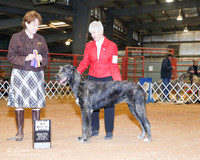 Irish Wolfhound #12 BOB Maj