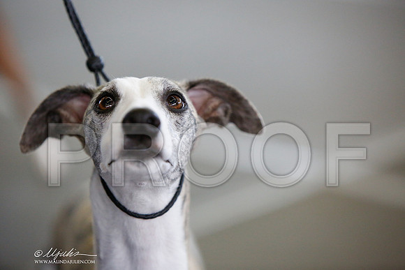 _JJ_2764-DallasJul2014-HR3