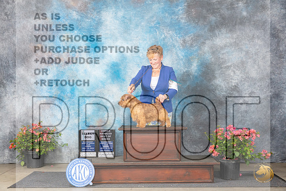 Norfolk Terrier #5 Fri SDOHBOB Judge Elizabeth ‘Beth’ Sweigart__JP_4017_San Antonio_2024_HR3
