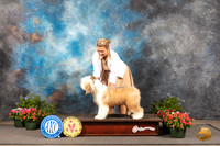 Bearded Collie #8 Thur BOBBOW Judge Allen Odom